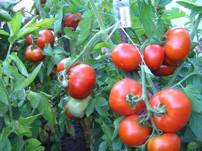 5 сортов \"непасов\": как облегчить уход за томатами. Закупаем семена |  Хозяйкин огород | Дзен