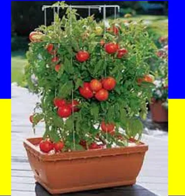 Лучшие сорта томатов для поликарбонатных теплиц