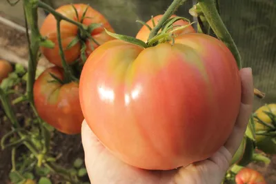 Фатима - Ф — сорта томатов - tomat-pomidor.com - отзывы на форуме | каталог