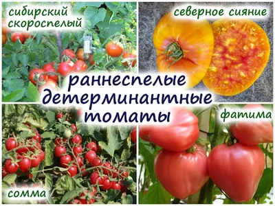 Фатима - Ф — сорта томатов - tomat-pomidor.com - отзывы на форуме | каталог