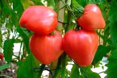 Семена безрассадного томата Фатима 0,4 г - купить в Украине -  westgard.com.ua
