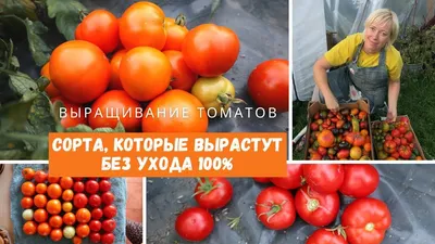 ФАТИМА – семена томатов 0.1 г, 3.50 грн, SeedEra