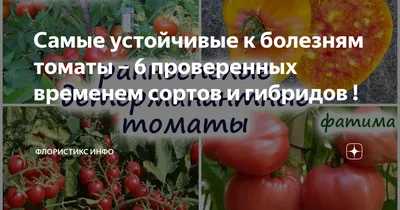 Сорт помидоров Ляна - свои семена - YouTube