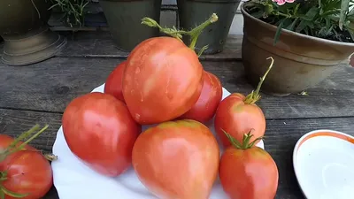 Фатима - Страница 2 - Ф — сорта томатов - tomat-pomidor.com - отзывы на  форуме | каталог