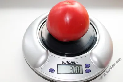 Самые устойчивые к болезням томаты – 6 проверенных временем сортов и  гибридов ! | Флористикс Инфо | Дзен