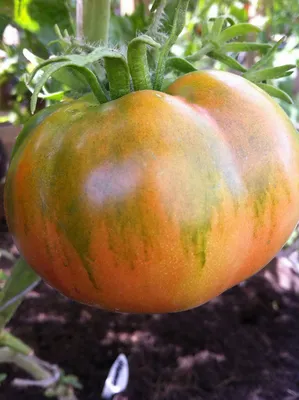 Популярные сорта сладких томатов. Моя подборка | Сад, дом, огород | Дзен