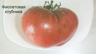 Томаты для открытого грунта | VIP Tomat
