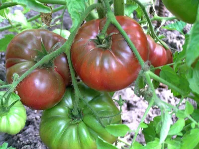 Лучшие сорта черных помидоров: сахаристые, мясистые, неприхотливые | Наша  Дача | Дзен