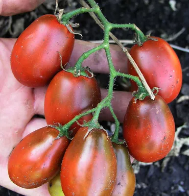 Черные помидоры, сорта, фото, особенности выращивания, отличия и основной  уход