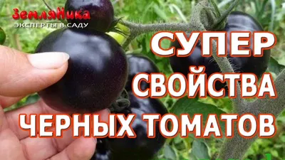 Томаты лекари. Черные томаты и их полезные свойства. Обзор сортов черных  томатов. - YouTube