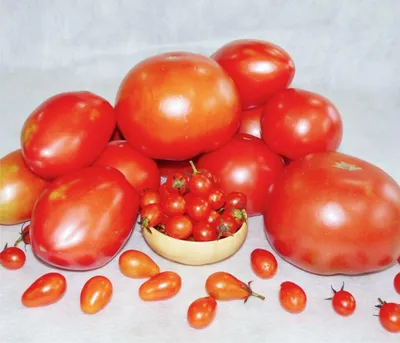 Сорт помидор Черный принц: описание и характеристика, выращивание и уход