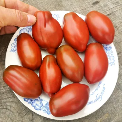 Купить Черный принц 40 сем. томат Nasko| Цена, фото и описание семян  томата, помидоров