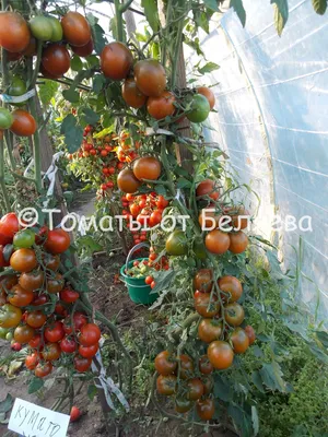 🍅 Купить Семена томата Черный Черри (Black Cherry)