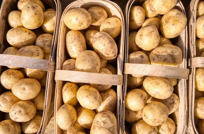 В России вывели сорта картофеля и сои идеальные для климата Сибири —  Ferra.ru
