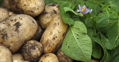 Сорта картофеля для Сибири − выбираем самые стойкие | На грядке (Огород.ru)