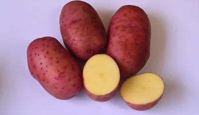Новый отечественный сорт картофеля Сокур добавлен в Госреестр — Журнал  \"Картофельная Система\"