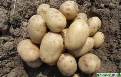 Самые лучшие ранние сорта картофеля на 2023 год для всех регионов России |  Дачник.RU | Дзен
