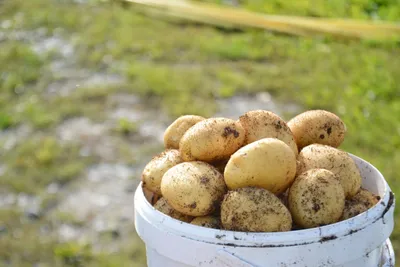 Сибирские ученые зарегистрировали новый сорт картофеля | | Infopro54 -  Новости Новосибирска. Новости Сибири