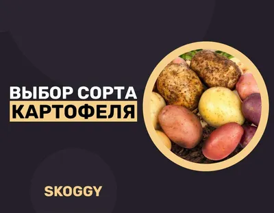 Сорт картофеля в зависимости от региона | SKOGGY