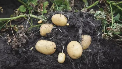 Ученые разработали для Красноярска, Хакасии и Тувы медленно растущие  картофель и сою | Новая Хакасия | Дзен