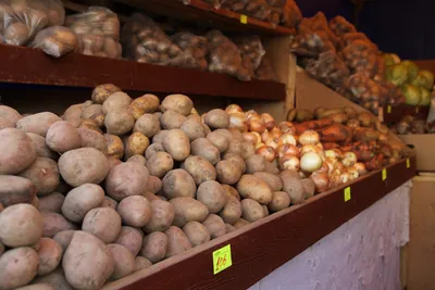 Красноярские ученые вывели новые сорта картофеля и сои для Севера