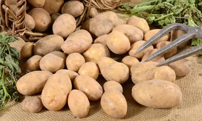 Новый сорт картофеля назвали в честь сибирского чудища | Вокруг Света