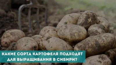 Какие сорта картофеля подходят для выращивания в Сибири? - YouTube