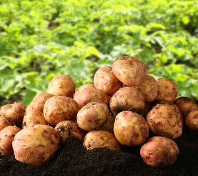 Сорта картофеля: какие самые вкусные и урожайные, а в каких больше всего  недостатков | expert-sovet | Дзен