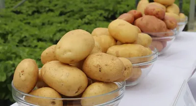 Азербайджанским фермерам не хватает семенного картофеля отечественных сортов  — Журнал \"Картофельная Система\"