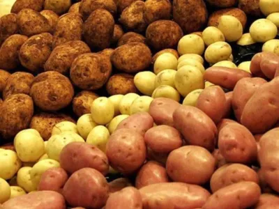 Сорта картофеля для Сибири и Алтайского края с названием и описанием