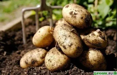 Какой сорт картофеля самый вкусный, ранние сорта картофеля, как сажать  картошку, апрель-май 2022 года - 16 апреля 2022 - НГС