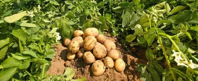 Сорта картофеля от NORIKA: пластичность и хороший иммунитет - Норика Славия