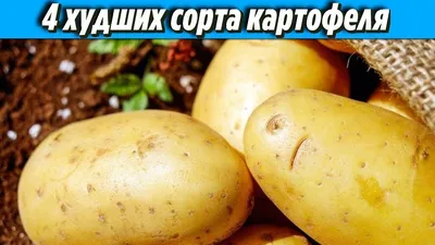 На Колыме выводят новые сорта картофеля :: Новости :: ТВ Центр