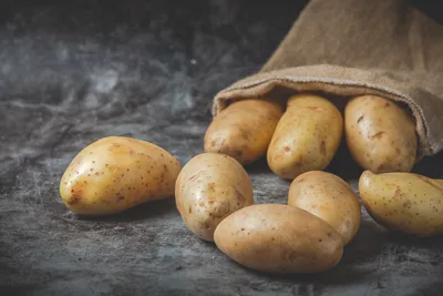 Тюменские ученые испытают новый сорт картофеля | Вслух.ru