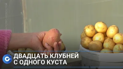 Вкуснее, чем у бабушки: сибирские учёные вывели новый сорт картошки -  YouTube