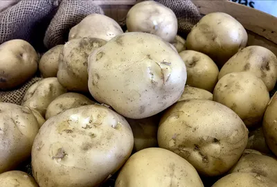 Наша картошка вкуснее! Иркутские ученые вывели новый сорт картофеля «Бабр»  | ЭКОНОМИКА | АиФ Иркутск