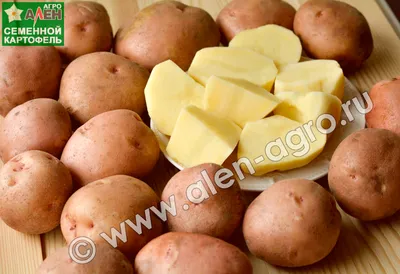 ТОП-31 сорт картофеля для Сибири + характеристики в таблицах