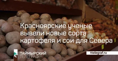 Какие сорта выбирают картофелеводы Омской области? - Агротайм