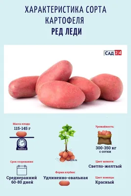 Высокий урожай картофеля в Сибири может обрушить цены на рынке - Российская  газета