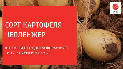 Началось сортоиспытание картофеля «Тюменский», выведенного учеными ГАУ  Северного Зауралья - Новости Тюменского муниципального района
