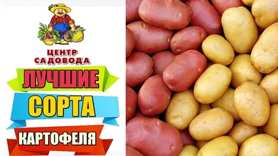 Селекционеры Беларуси предложили новые сорта картофеля — Журнал  \"Картофельная Система\"