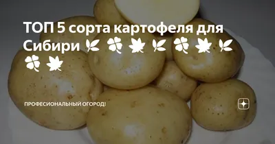 ТОП 5 сорта картофеля для Сибири 🌿 🍀 🍁 🌿 🍀 🍁 🌿 🍀 🍁 |  Професиональный огород! | Дзен