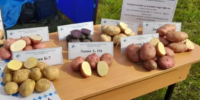 Картофель семенной Никулинский купить с доставкой | Питомник ВАСХНиЛ