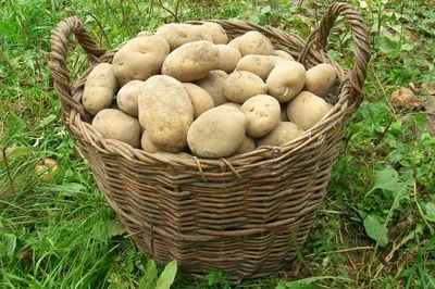 Лучшие сорта картофеля для Сибири с описанием и фото, самые урожайные и  вкусные, особенности выращивания