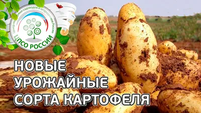 Сорта картофеля. Описание проверенных урожайных сортов картофеля. | ЦПСО  России | Дзен