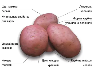 Картофель Фламинго | Сорта картофеля
