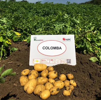 Семенной картофель Коломбо, Голландия купить - Компания ФОРСАГРО