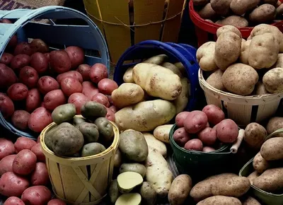 Популярные сорта картофеля: подробное описание и рекомендации по  выращиванию | Зеленые уголки | Дзен