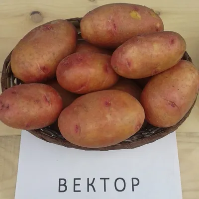 Характеристика и выращивание картофеля «Ривьера» - Яблуком