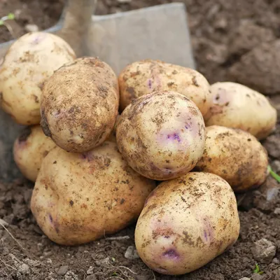 Сорта картофеля для посадки: описание, преимущества, урожайность